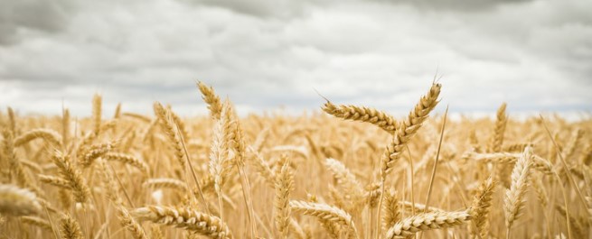 贫血应注意哪些 六类食物绝不能食用